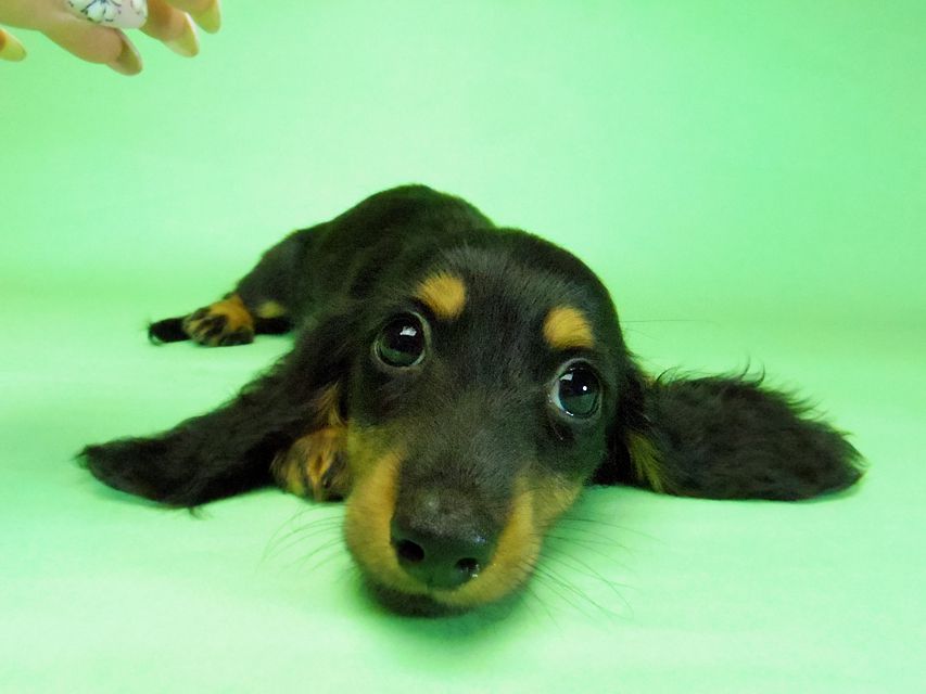 280 ダックスフンド ルヒィ & ジムダンディの子犬 ブラタン 男の子