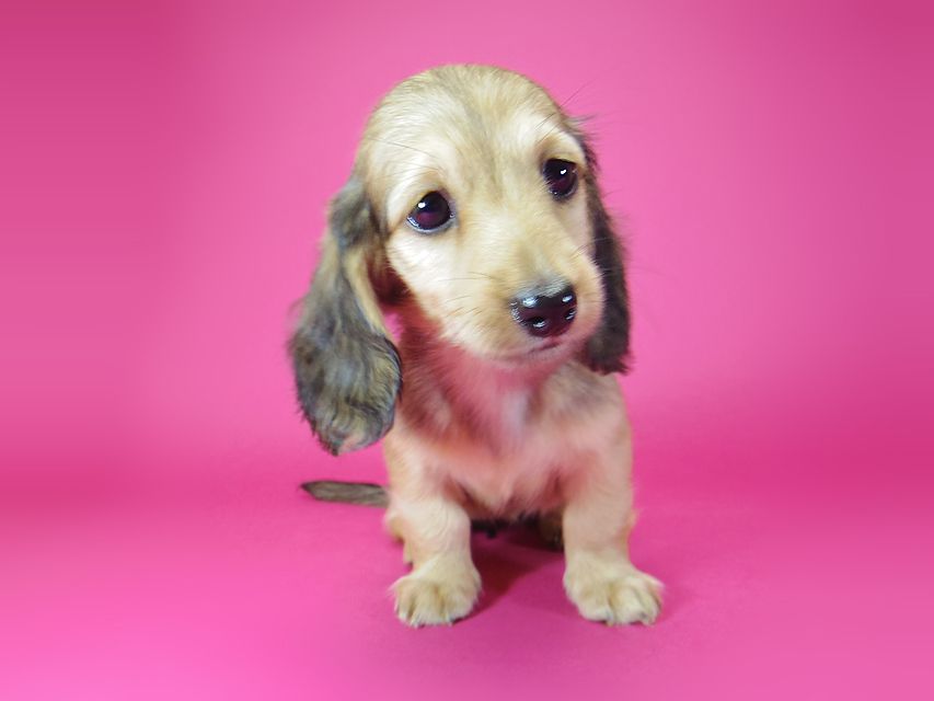 ダックスフンド アンジュ & ジムダンディーの子犬 シェーデットクリーム 女の子②