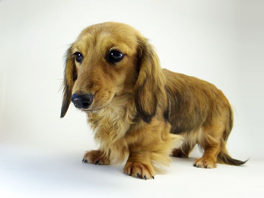 ダックスフンド ユジン & ジムダンディの子犬 シェーデットクリーム 女の子