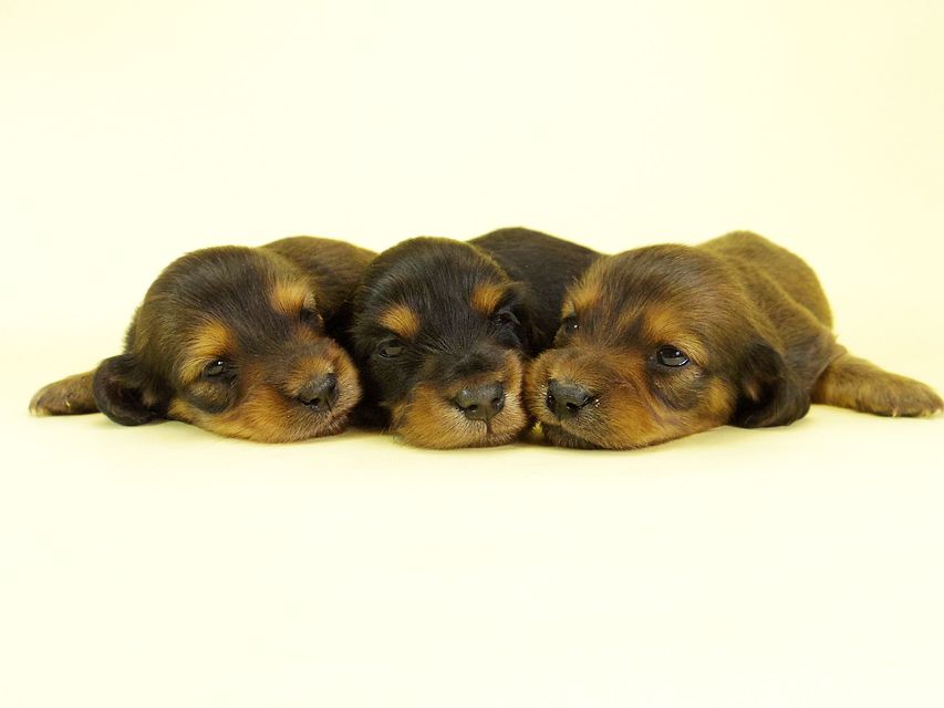 ダックスフンド カニンヘン キュリ & ミントの子犬 ブラタン男の子 シェーデットレッド 女の子2 集合281 ダックスフンド カニンヘン キュリ & ミントの子犬 ブラタン男の子 シェーデットレッド 女の子2 集合