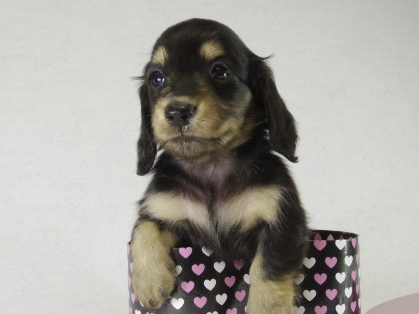 カニンヘンダックス　子犬　ブラクリ男の子