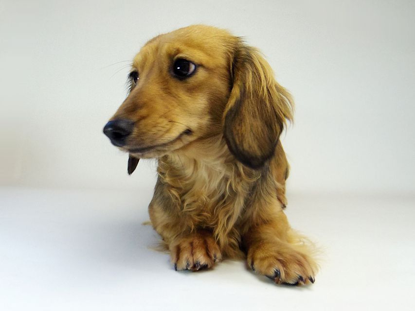 ダックスフンド ユジン & ジムダンディの子犬 シェーデットクリーム 女の子