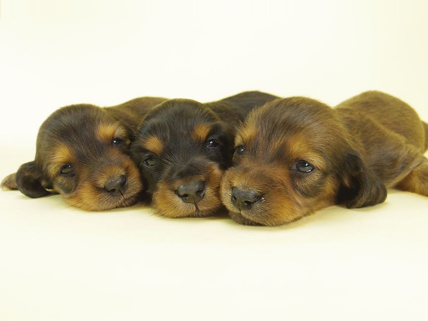 ダックスフンド カニンヘン キュリ & ミントの子犬 ブラタン男の子 シェーデットレッド 女の子2 集合283 ダックスフンド カニンヘン キュリ & ミントの子犬 ブラタン男の子 シェーデットレッド 女の子2 集合