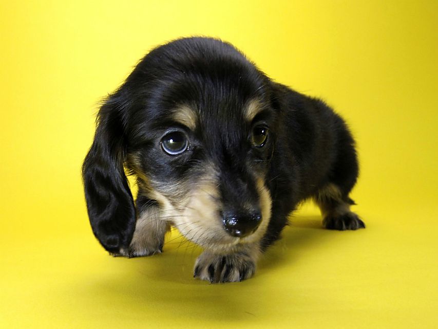 カニンヘン ダックスフンド 子犬 ブラッククリーム 女の子