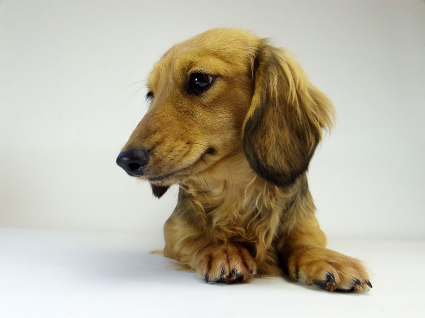 ダックスフンド ユジン & ジムダンディの子犬 シェーデットクリーム 女の子