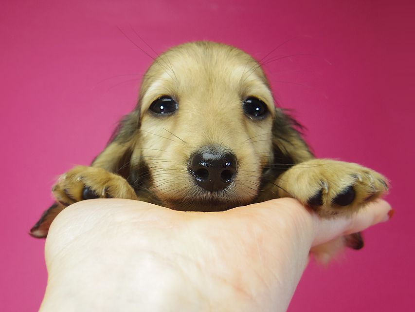 ダックスフンド アンジュ & ジムダンディーの子犬 シェーデットクリーム 女の子②