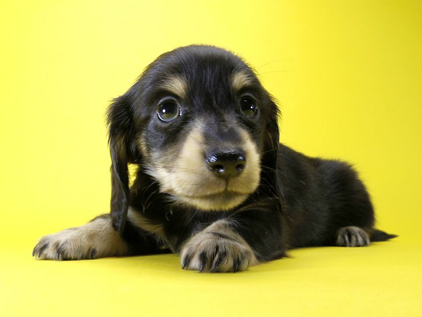カニンヘン ダックスフンド 子犬 ブラッククリーム 女の子