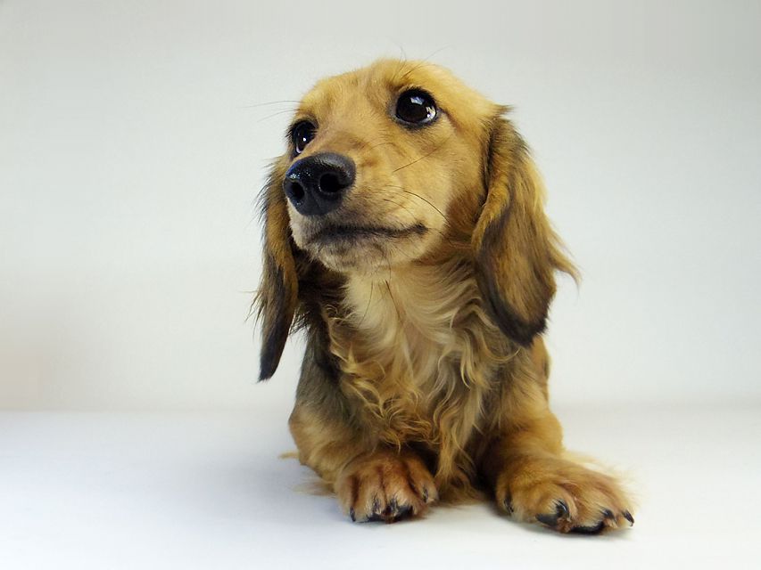 ダックスフンド ユジン & ジムダンディの子犬 シェーデットクリーム 女の子