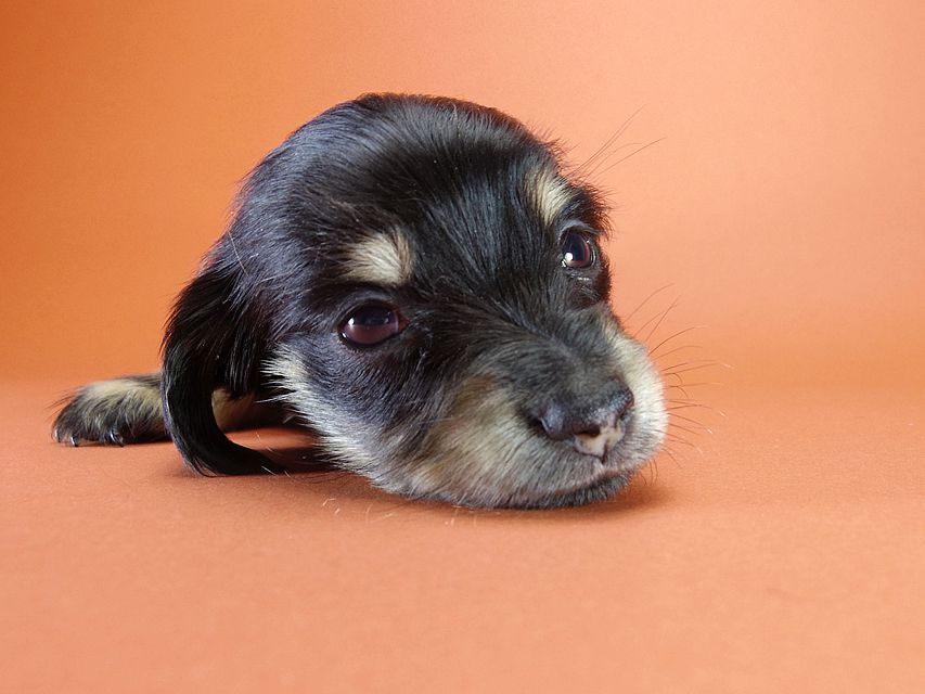 カニンヘン ダックスフンド 月子の赤ちゃん ブラック＆クリーム 女の子②