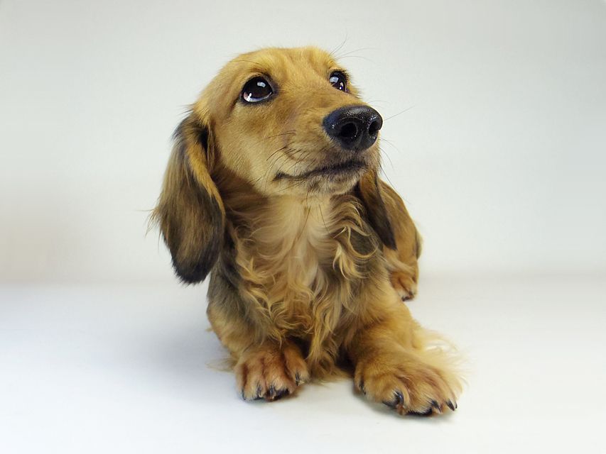 ダックスフンド ユジン & ジムダンディの子犬 シェーデットクリーム 女の子