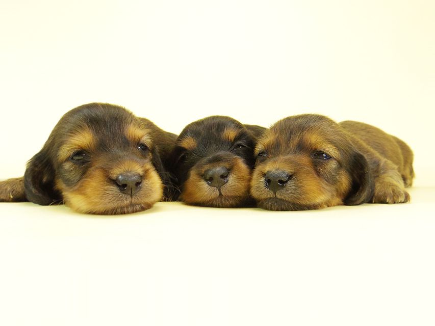 ダックスフンド カニンヘン キュリ & ミントの子犬 ブラタン男の子 シェーデットレッド 女の子2 集合288 ダックスフンド カニンヘン キュリ & ミントの子犬 ブラタン男の子 シェーデットレッド 女の子2 集合