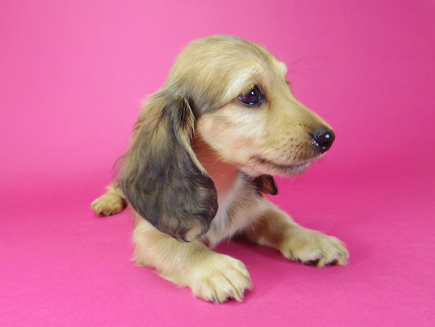 ダックスフンド アンジュ & ジムダンディーの子犬 シェーデットクリーム 女の子②