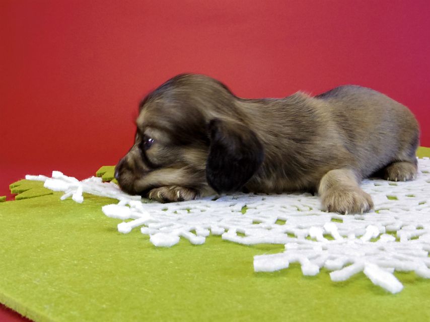 カニンヘンダックス　子犬　シェーデットクリーム男の子
