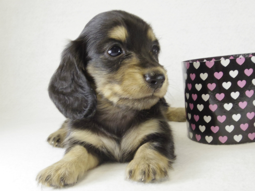 カニンヘンダックス　子犬　ブラクリ男の子