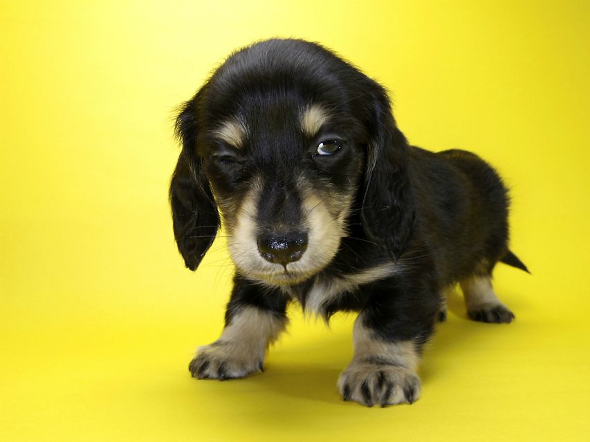 カニンヘン ダックスフンド 子犬 ブラッククリーム 女の子