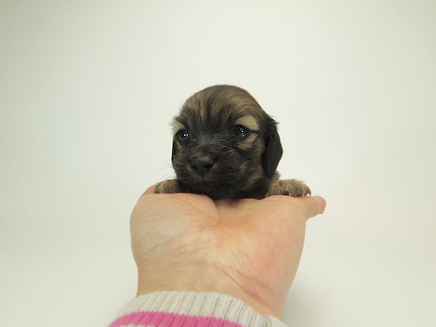 ダックスフンド カニンヘン シャーロット.cs & ジムダンディの子犬 シェーデットクリーム 男の子 お写真初登場18 ダックスフンド カニンヘン シャーロット.cs & ジムダンディの子犬 シェーデットクリーム 男の子 お写真初登場