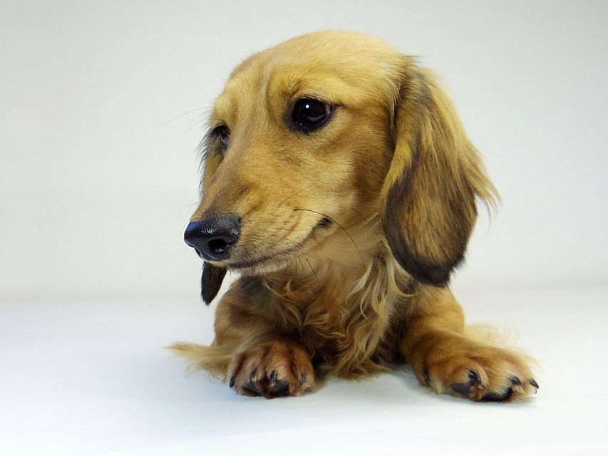 ダックスフンド ユジン & ジムダンディの子犬 シェーデットクリーム 女の子