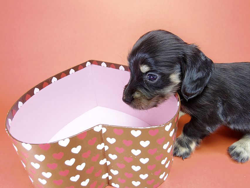 カニンヘン ダックスフンド 月子の赤ちゃん ブラック＆クリーム 女の子②