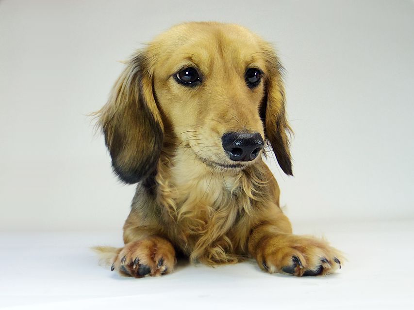 ダックスフンド ユジン & ジムダンディの子犬 シェーデットクリーム 女の子