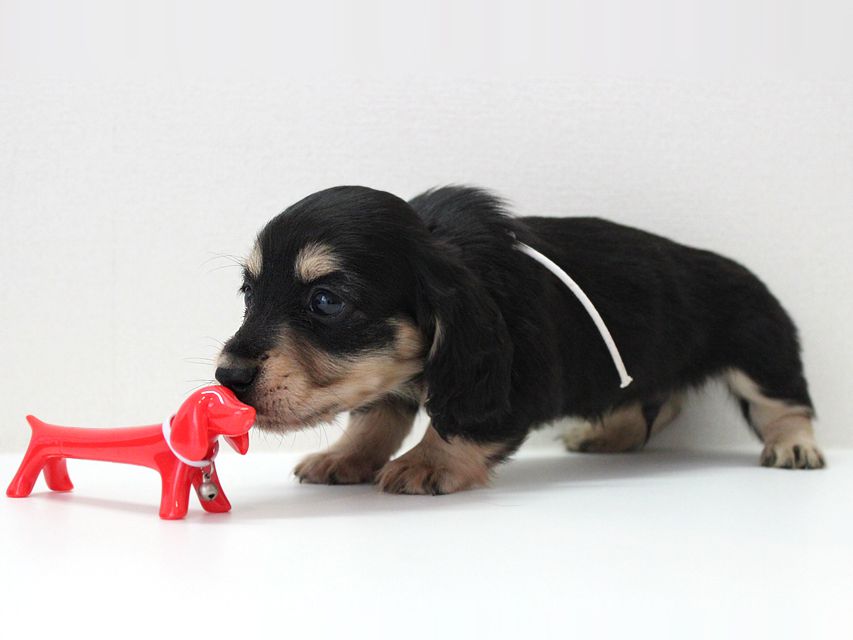 ダックスフンド カニンヘン メリア & ダルク君の子犬 ブラッククリーム 男の子②