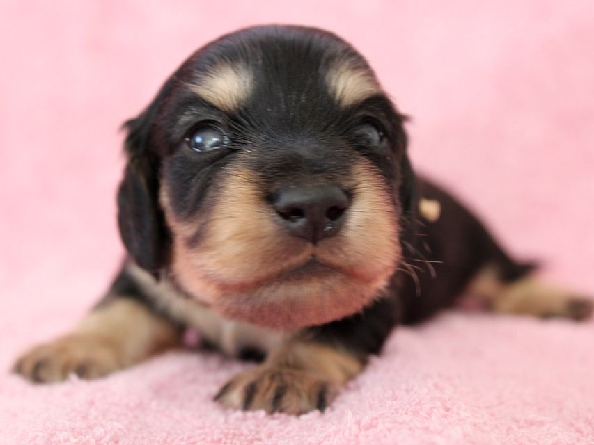 ダックスフンド カニンヘン メリア & ダルク君の子犬 ブラッククリーム 男の子③