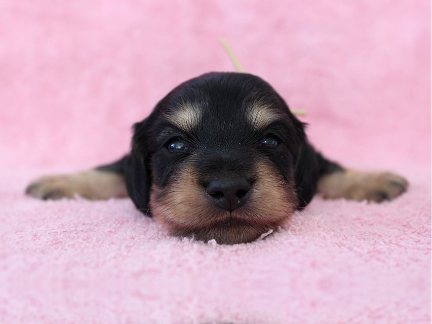 ダックスフンド カニンヘン メリア & ダルク君の子犬 ブラッククリーム 男の子③