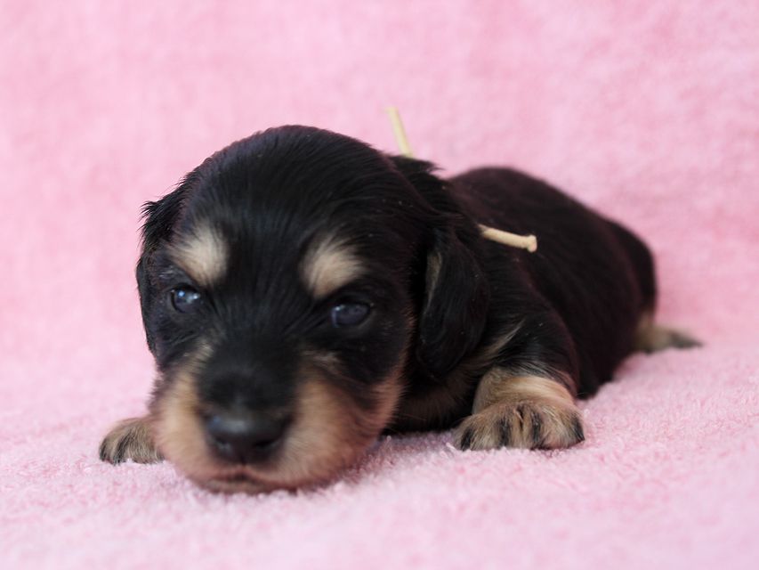 ダックスフンド カニンヘン メリア & ダルク君の子犬 ブラッククリーム 男の子③