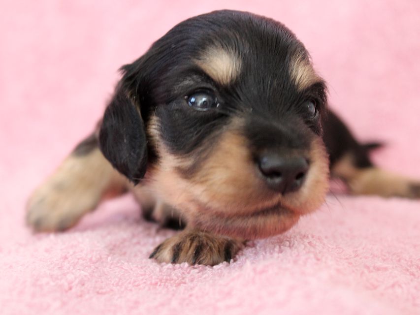 ダックスフンド カニンヘン メリア & ダルク君の子犬 ブラッククリーム 男の子③