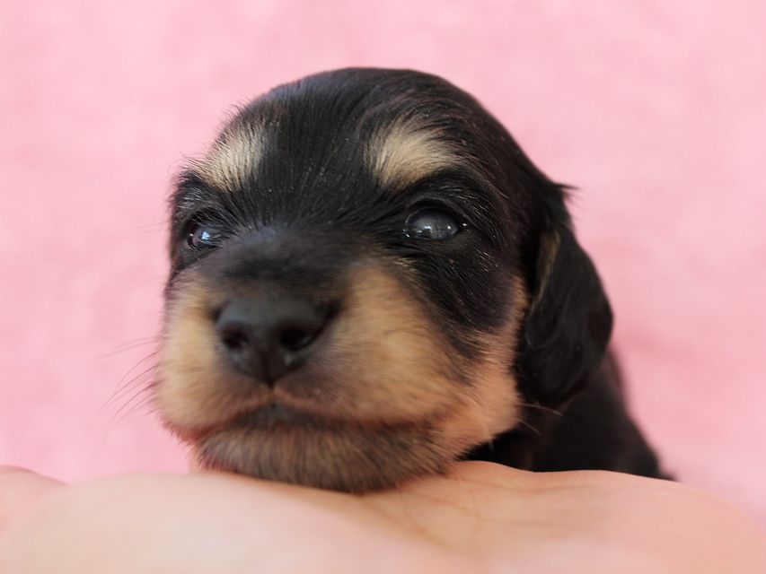ダックスフンド カニンヘン メリア & ダルク君の子犬 ブラッククリーム 男の子③