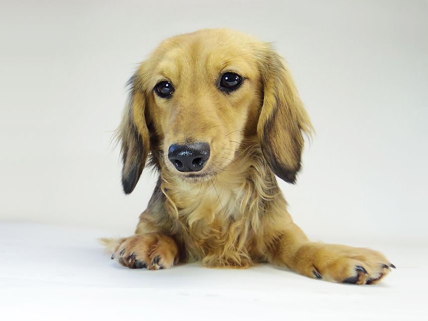 ダックスフンド ユジン & ジムダンディの子犬 シェーデットクリーム 女の子