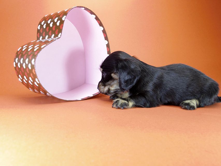 カニンヘン ダックスフンド 月子の赤ちゃん ブラック＆クリーム 女の子②