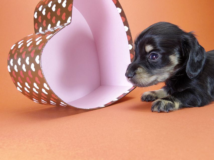 カニンヘン ダックスフンド 月子の赤ちゃん ブラック＆クリーム 女の子②