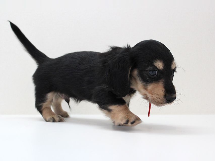 ダックスフンド メリア & ダルク君の子犬 ブラッククリーム 男の子③ルイ6 ダックスフンド カニンヘン メリア & ダルク君の子犬 ブラッククリーム 男の子③