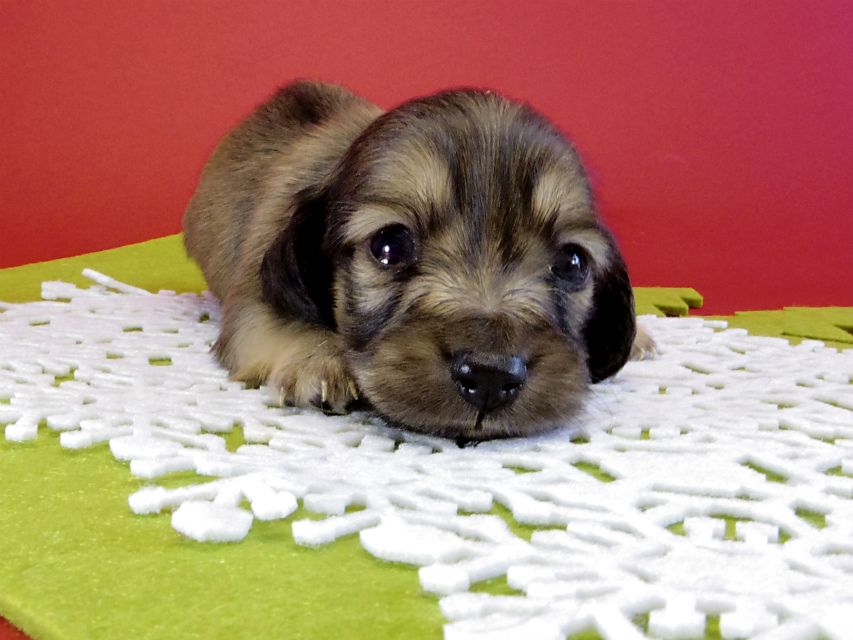 カニンヘンダックス　子犬　シェーデットクリーム男の子