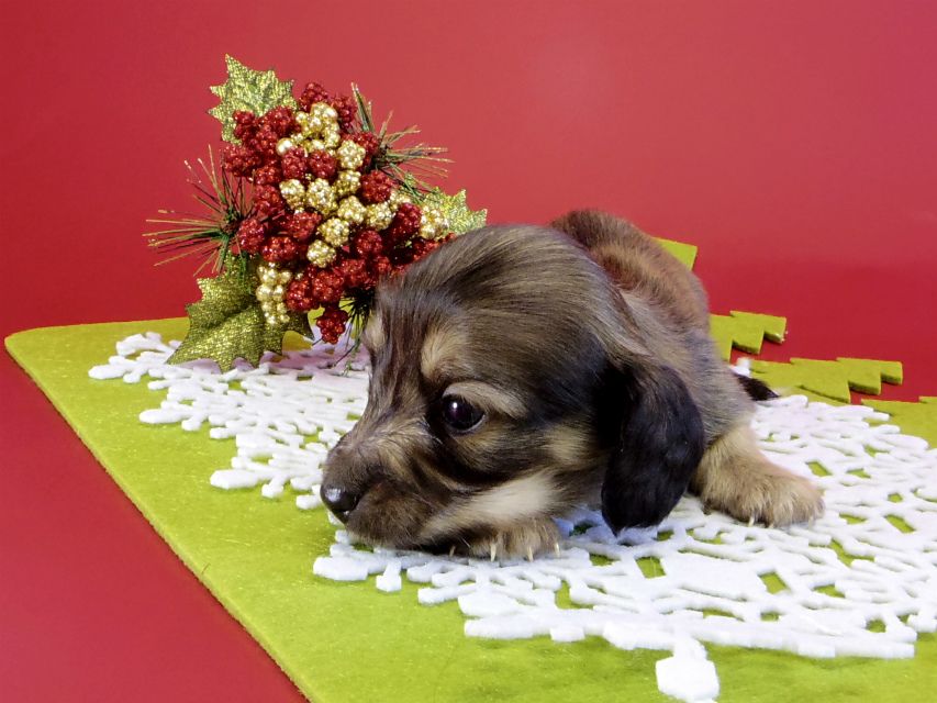 カニンヘンダックス　子犬　シェーデットクリーム男の子