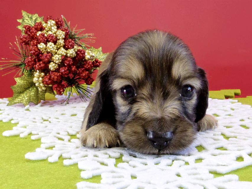 カニンヘンダックス　子犬　シェーデットクリーム男の子