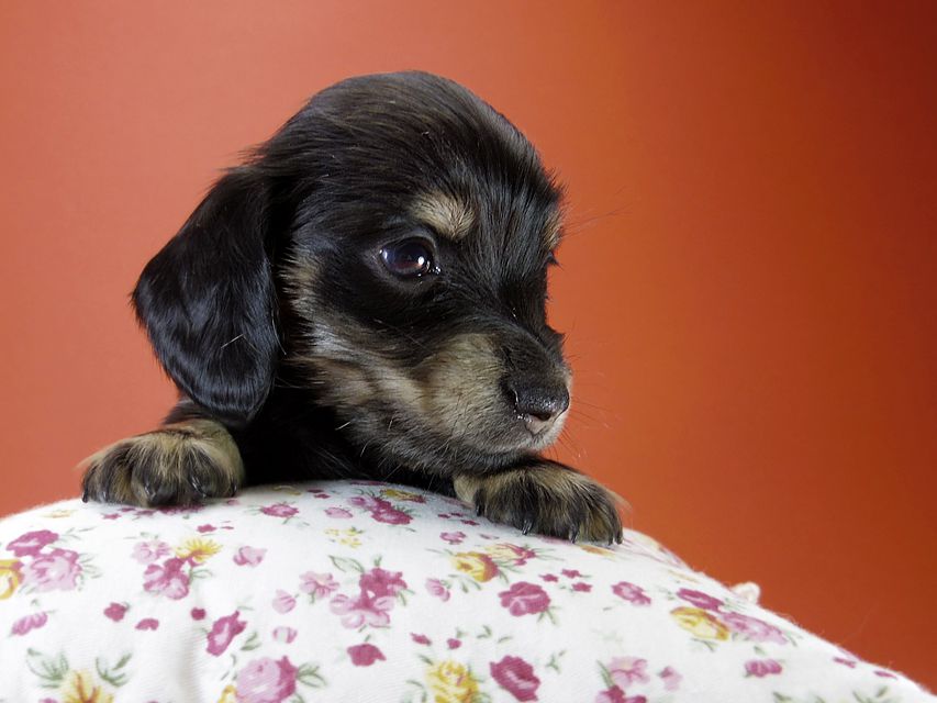 カニンヘン ダックスフンド 月子の赤ちゃん ブラック＆クリーム 女の子②
