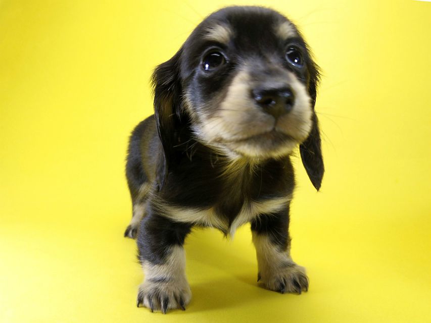 カニンヘン ダックスフンド 子犬 ブラッククリーム 女の子