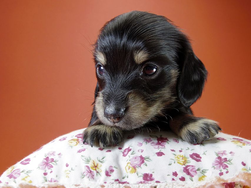 カニンヘン ダックスフンド 月子の赤ちゃん ブラック＆クリーム 女の子②