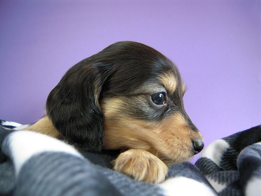 カニヘン 子犬 ブラクリ男の子 カニヘン 子犬 ブラクリ男の子