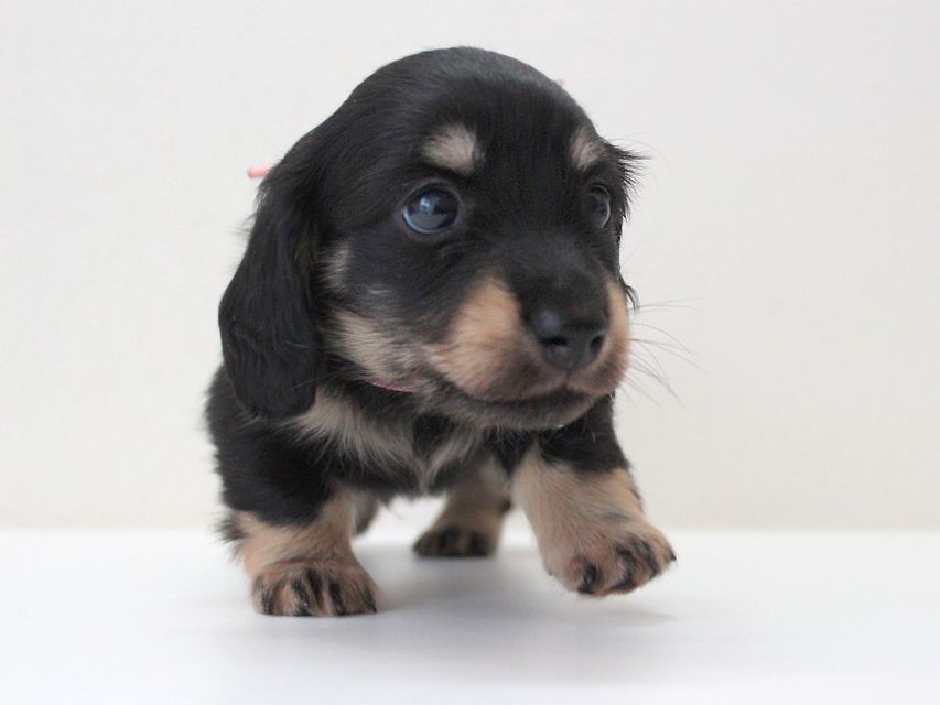 ダックスフンド カニンヘン メリア & ダルク君の子犬 ブラッククリーム 男の子①