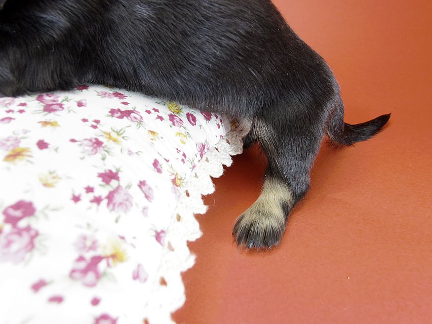 カニンヘン ダックスフンド 月子の赤ちゃん ブラック＆クリーム 女の子②