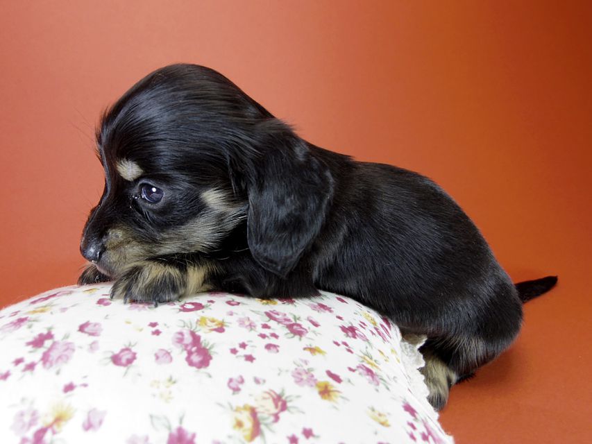 カニンヘン ダックスフンド 月子の赤ちゃん ブラック＆クリーム 女の子②