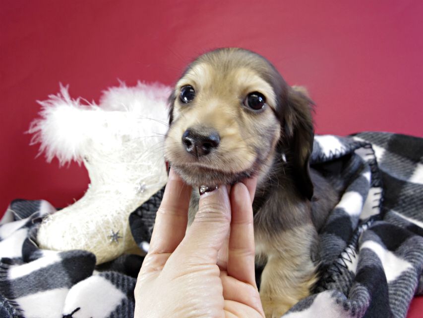 カニヘンダックス　仔犬　シェーデットクリーム男の子