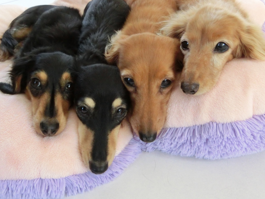 フジフォト大賞2016 部門賞 大家族賞 フジフォト大賞2016 部門賞 大家族賞