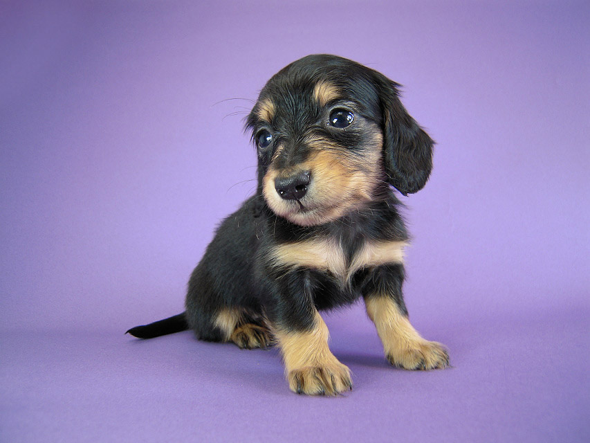 カニヘン　子犬　ブラクリ女の子