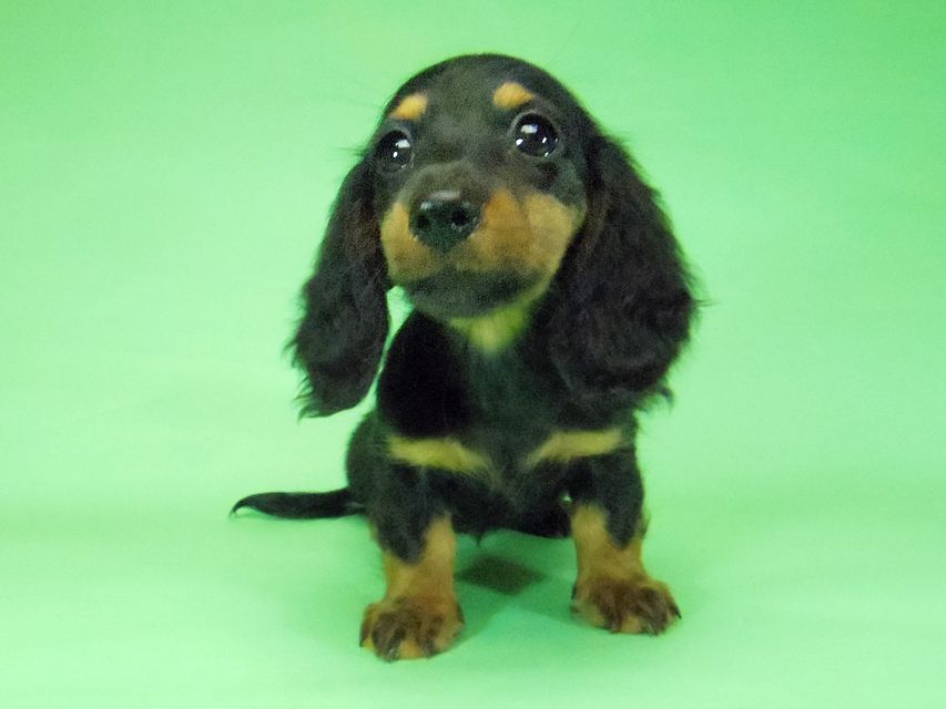 ダックスフンド ルヒィ & ジムダンディの子犬 ブラタン 女の子②