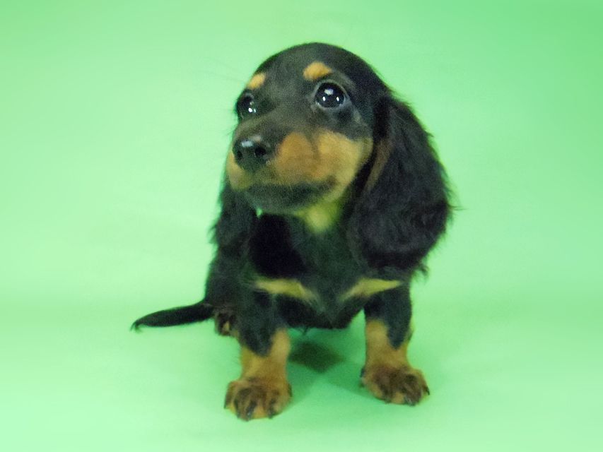 ダックスフンド ルヒィ & ジムダンディの子犬 ブラタン 女の子②