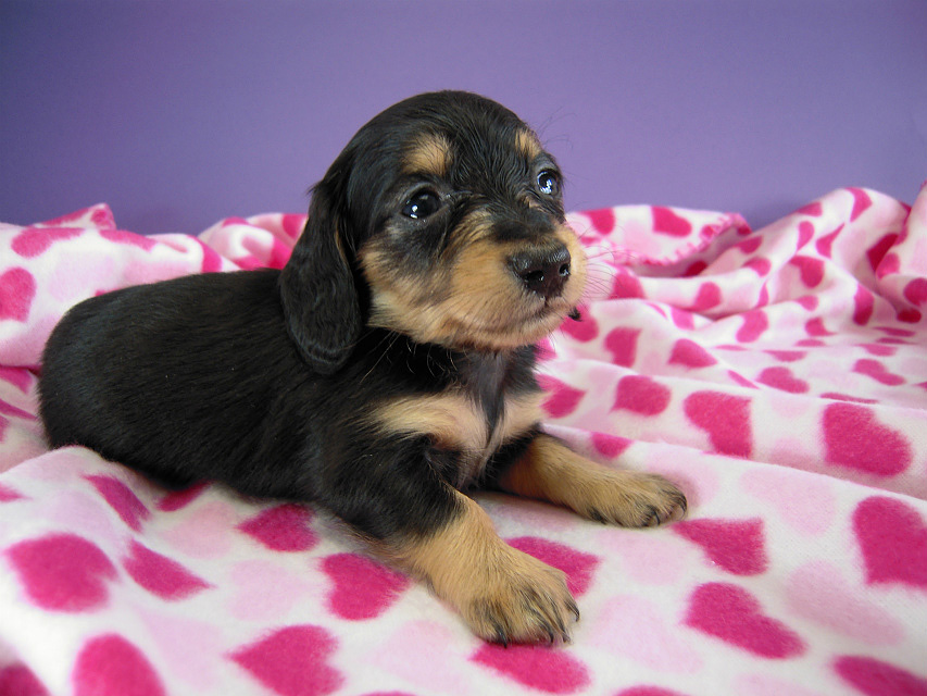 カニヘン　子犬　ブラクリ女の子