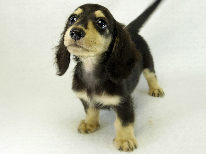 カニヘンダックス 子犬 ブラッククリーム男の子 カニヘンダックス 子犬 ブラッククリーム男の子